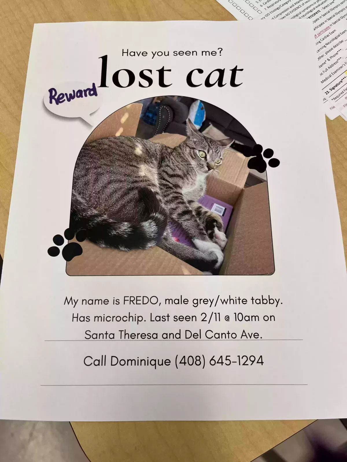 Lost cat in San Jose, CA, 95119