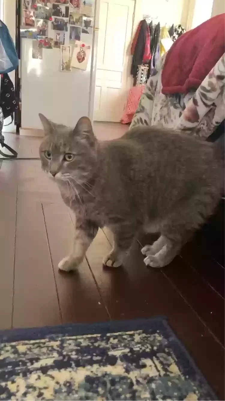 Lost cat in Cincinnati, OH, 45219