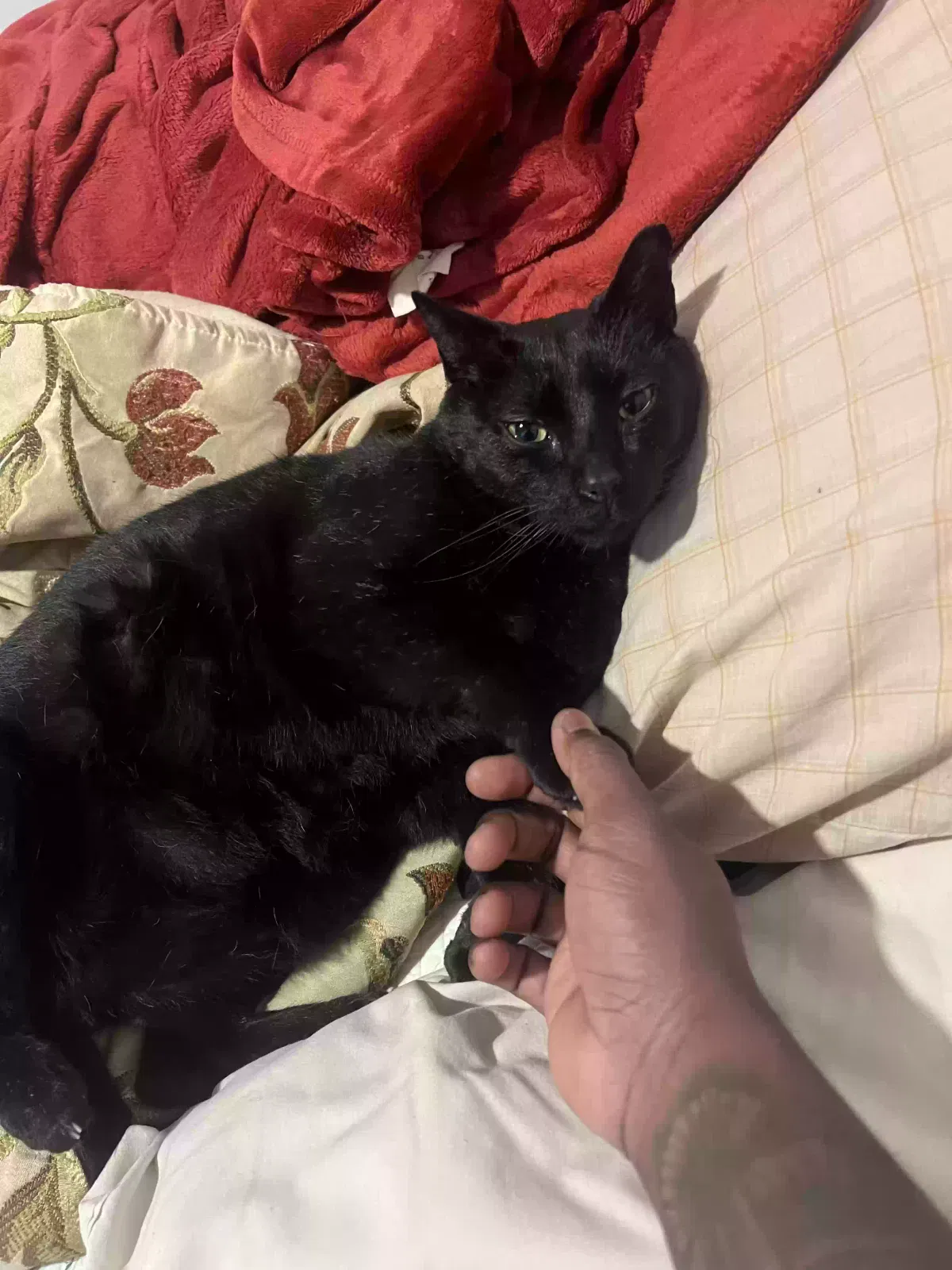 Lost cat in Saint Petersburg, FL, 33712