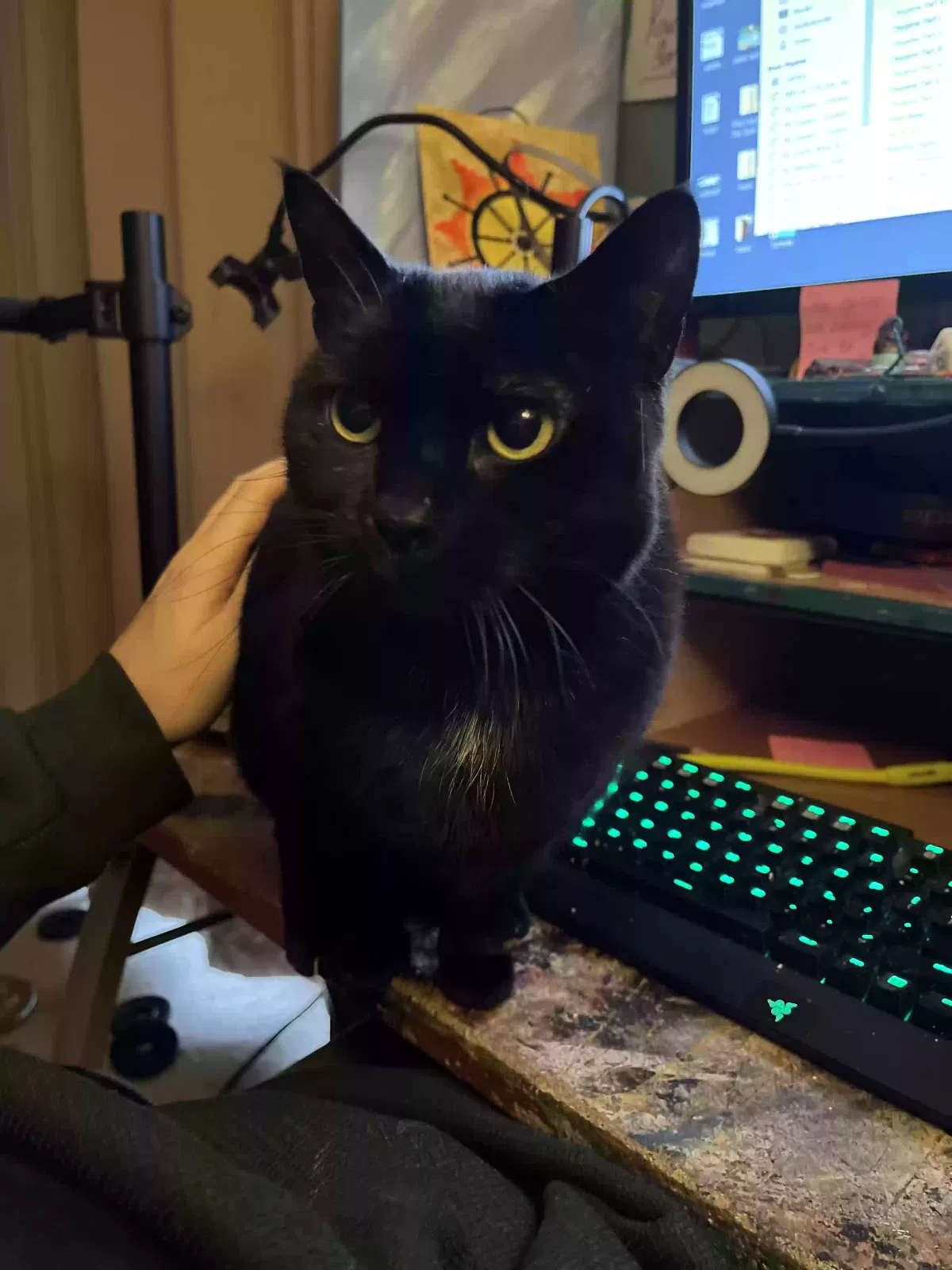 Lost cat in Danbury, CT, 6811