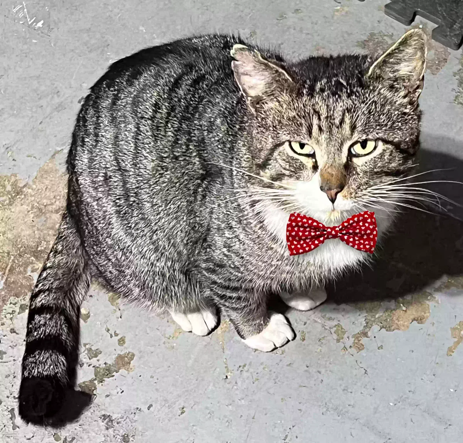 Found cat in Easton, PA, 18042