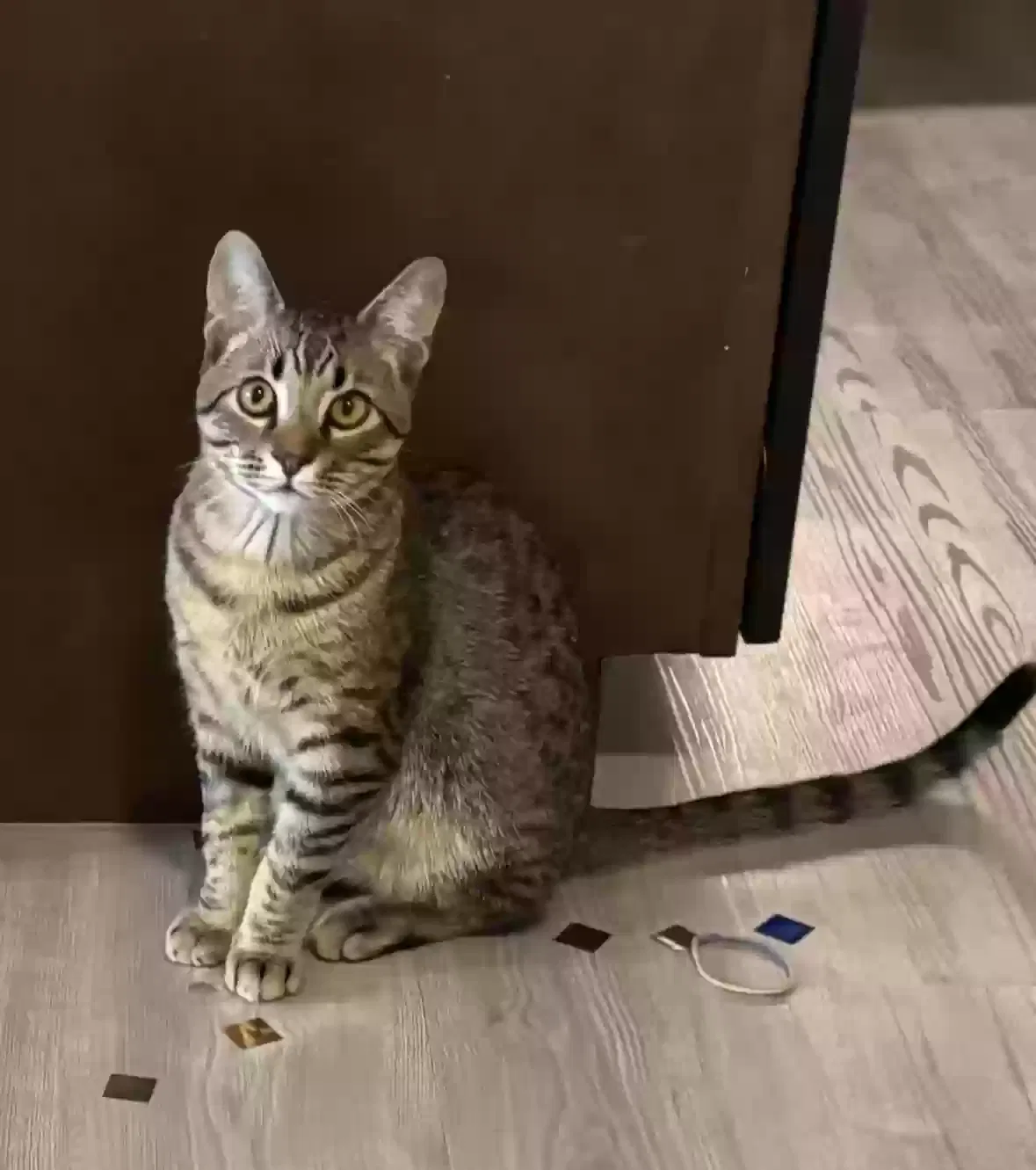 Lost cat in Dallas, TX, 75204