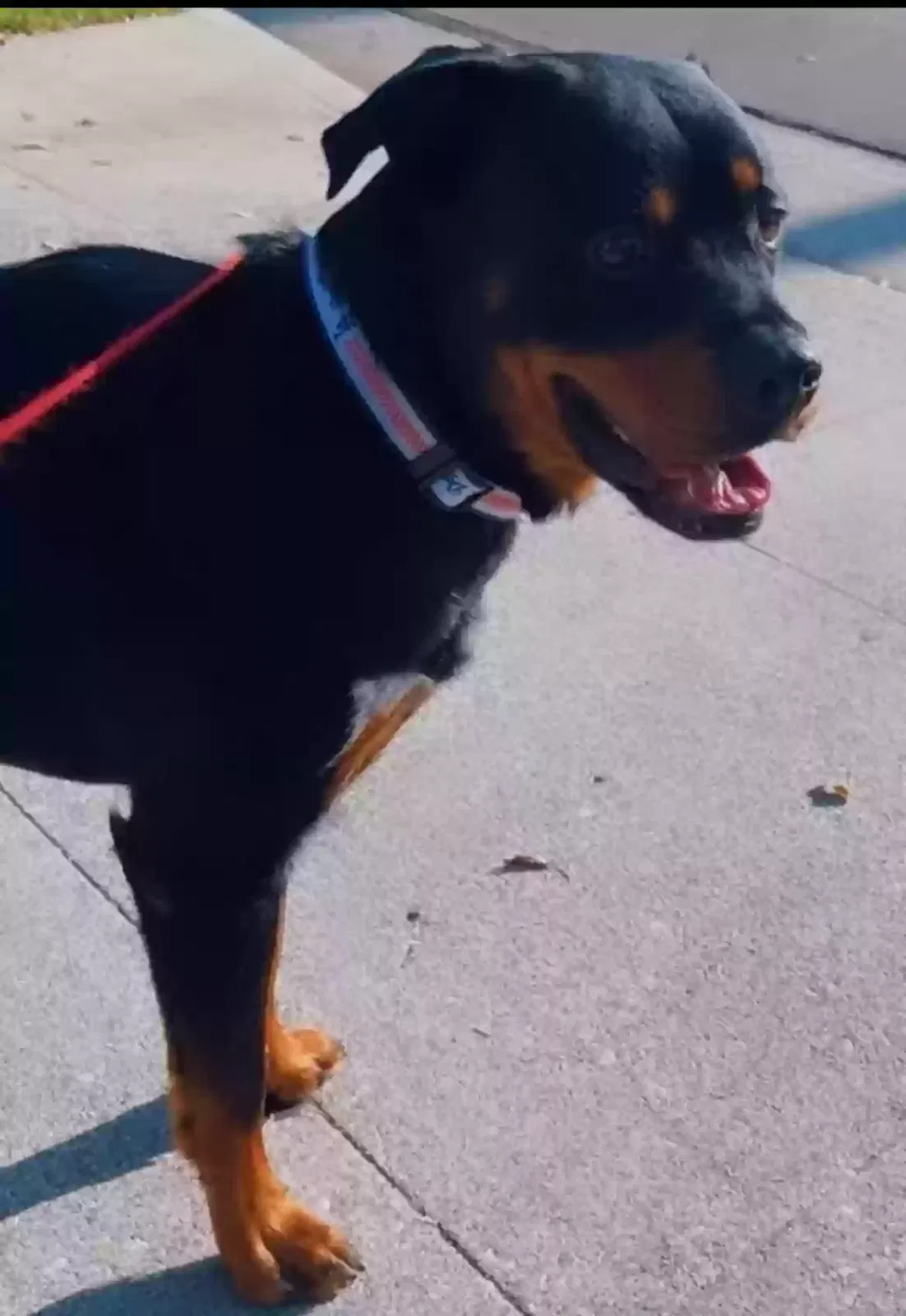 Lost dog in Pasadena, CA, 91106