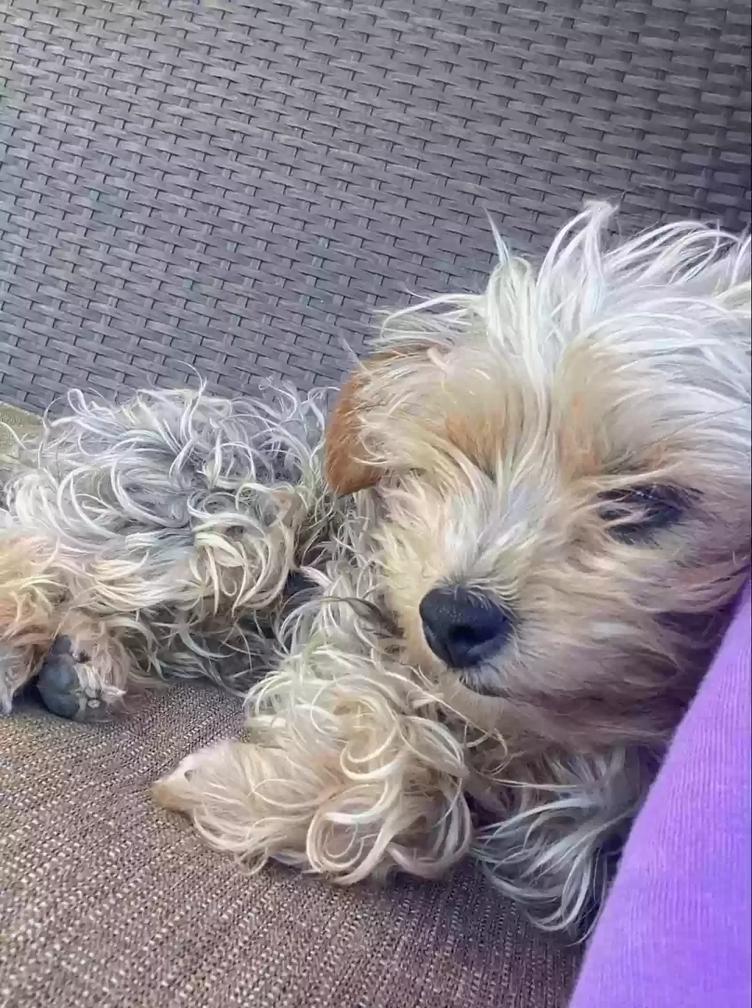 Lost dog in Carson, CA, 90745