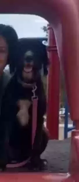 Lost dog in Carson, CA, 90745