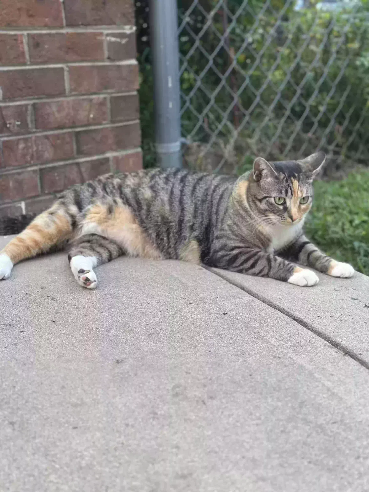 Lost cat in Angier, NC, 27501