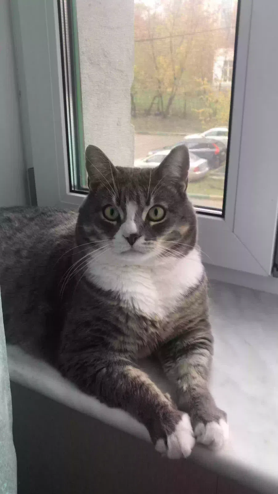 Lost cat in West Hills, CA, 91307
