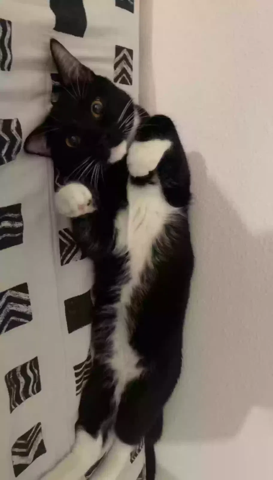 Lost cat in Tampa, FL, 33618