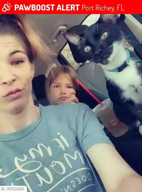 Lost cat in Port Richey, FL, 34668