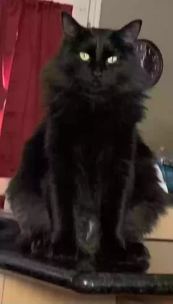 Lost cat in Sandy, UT, 84070