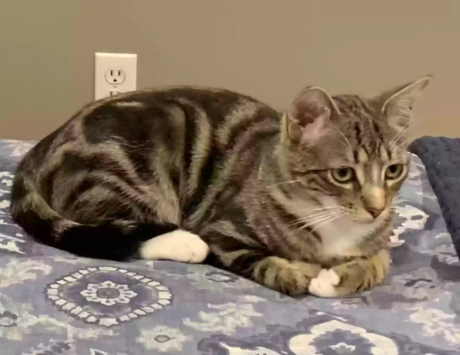 Lost cat in Maplewood, NJ, 7040