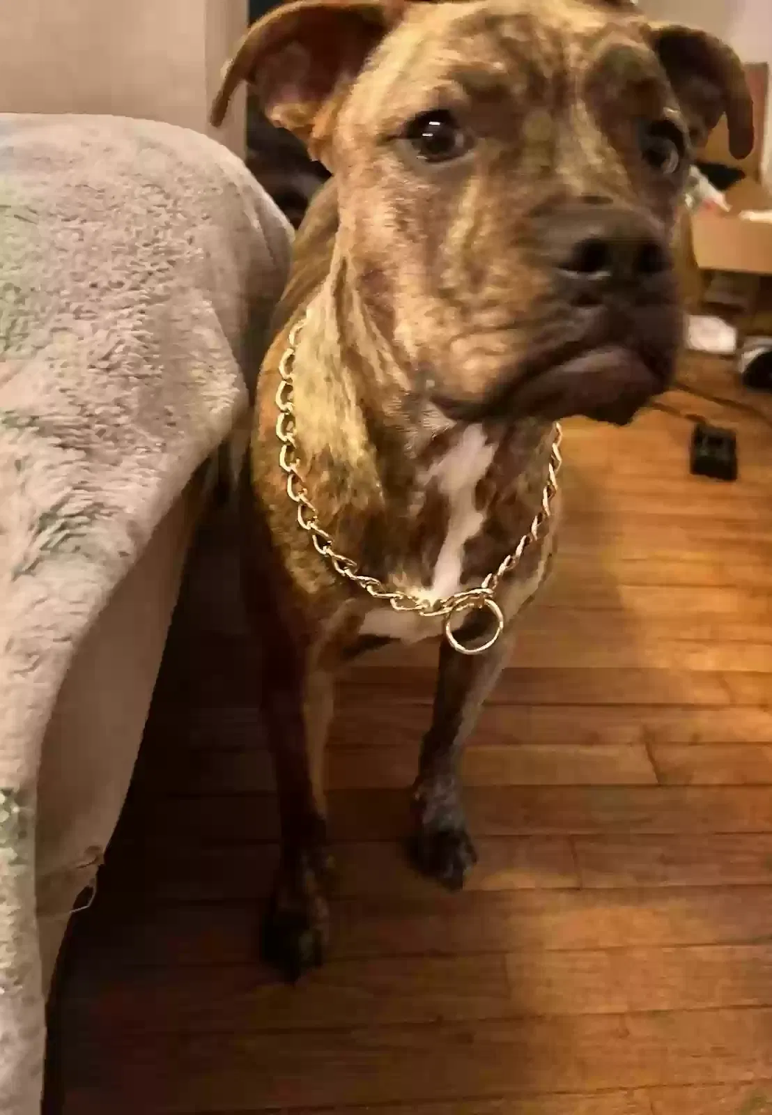 Lost dog in Cleveland, TN, 37311