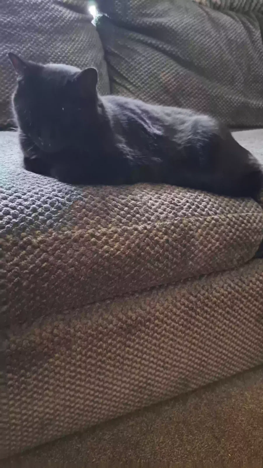 Found cat in Kimbolton, OH, 43749
