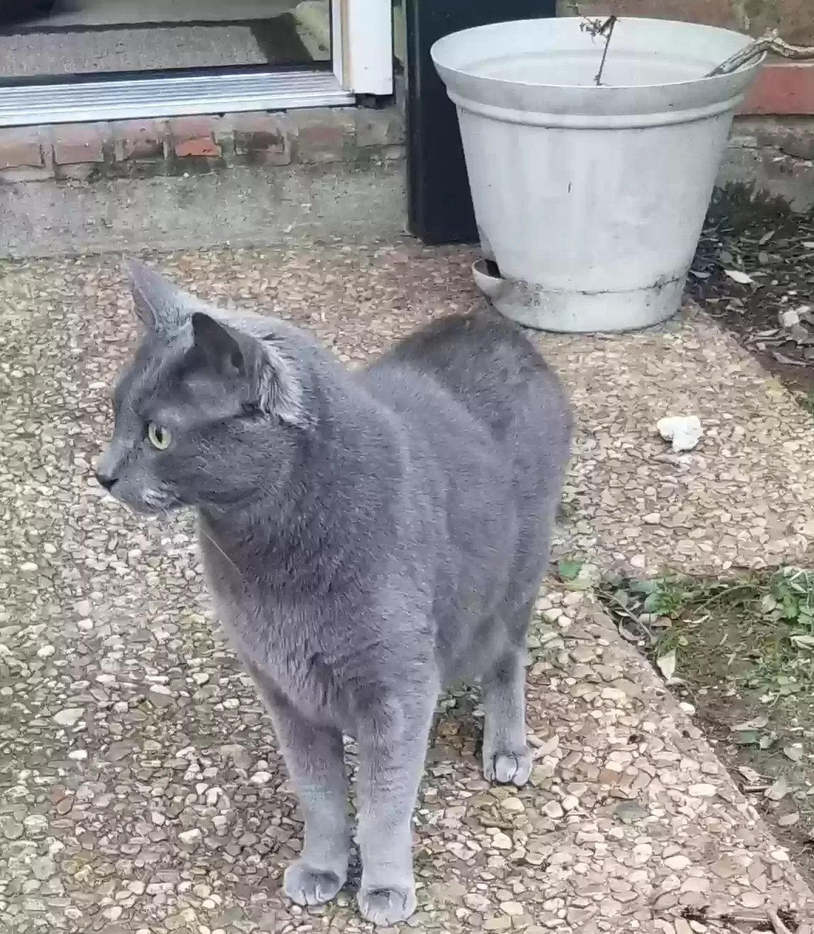 Lost cat in Shreveport, LA, 71115
