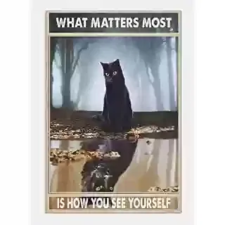 Lost cat in Las Vegas, NV, 89115
