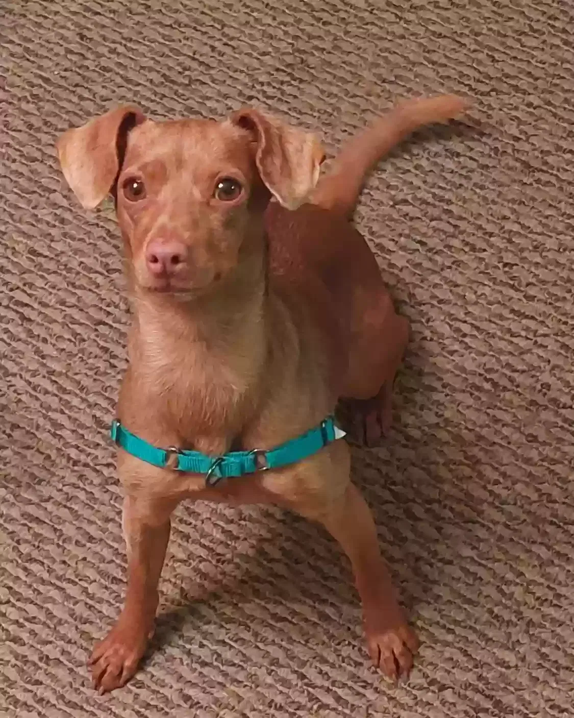 Found dog in Lakewood, CA, 90715