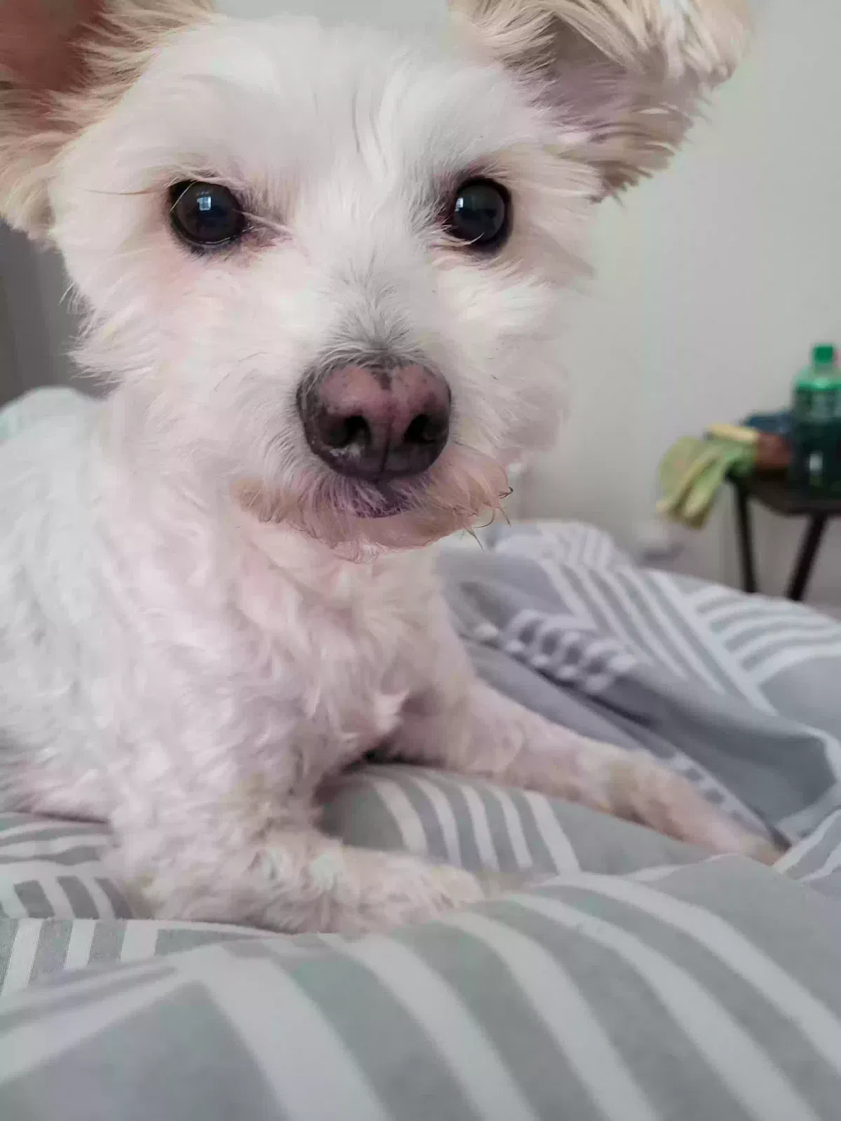 Lost dog in Houston, TX, 77038