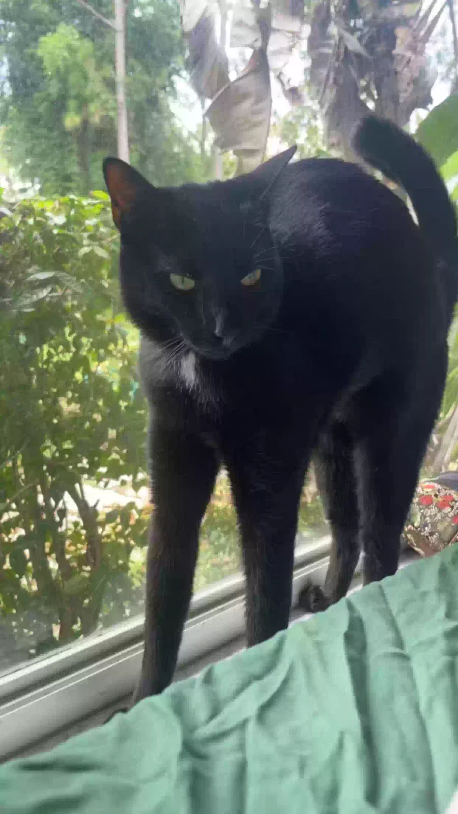 Lost cat in West Palm Beach, FL, 33411