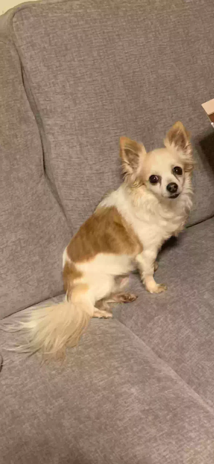 Lost dog in Monroe, GA, 30655