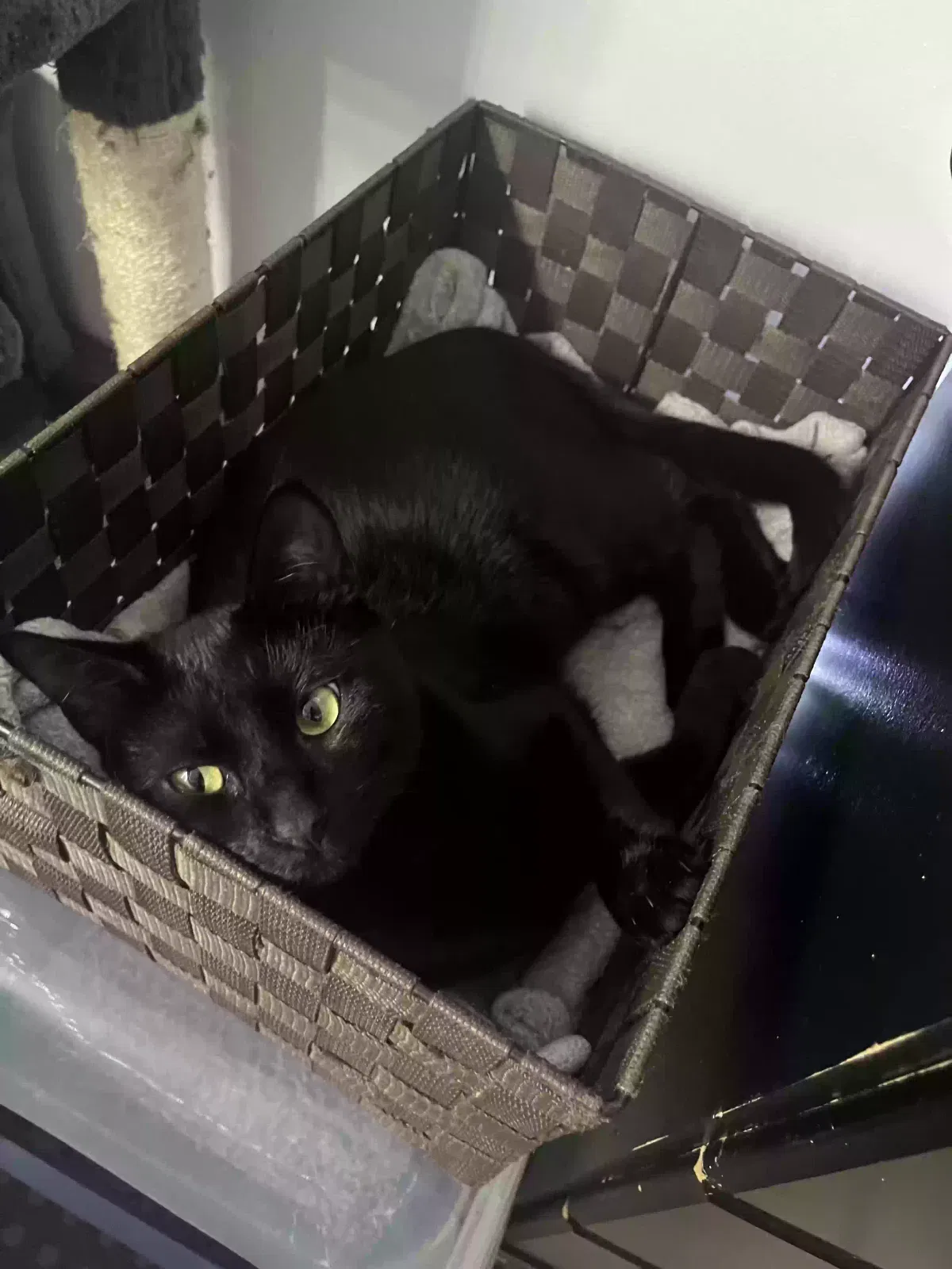 Lost cat in Long Beach, CA, 90815