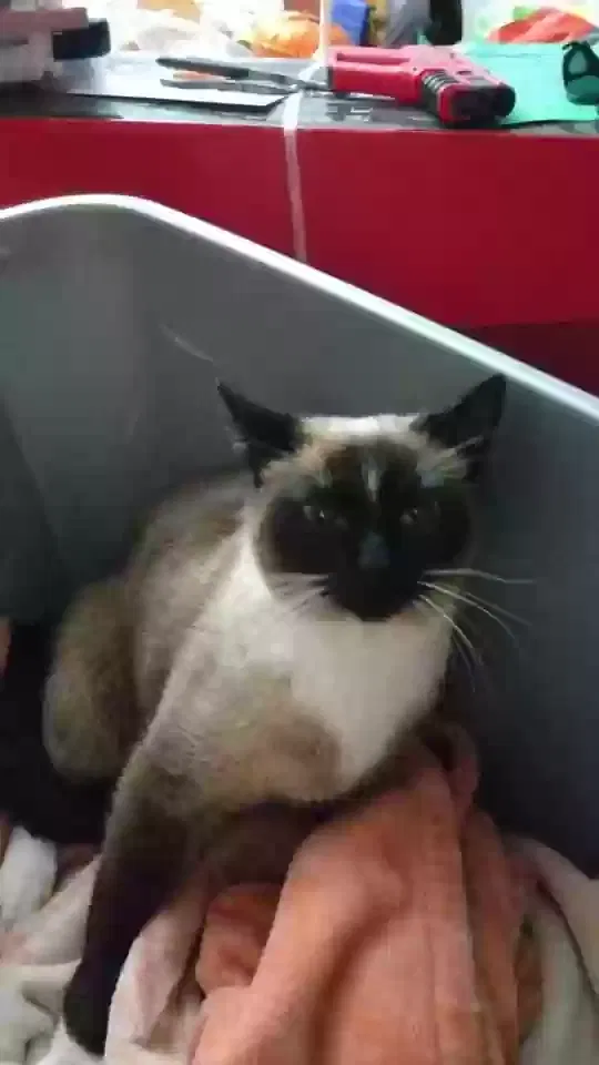 Lost cat in Salem, OR, 97304