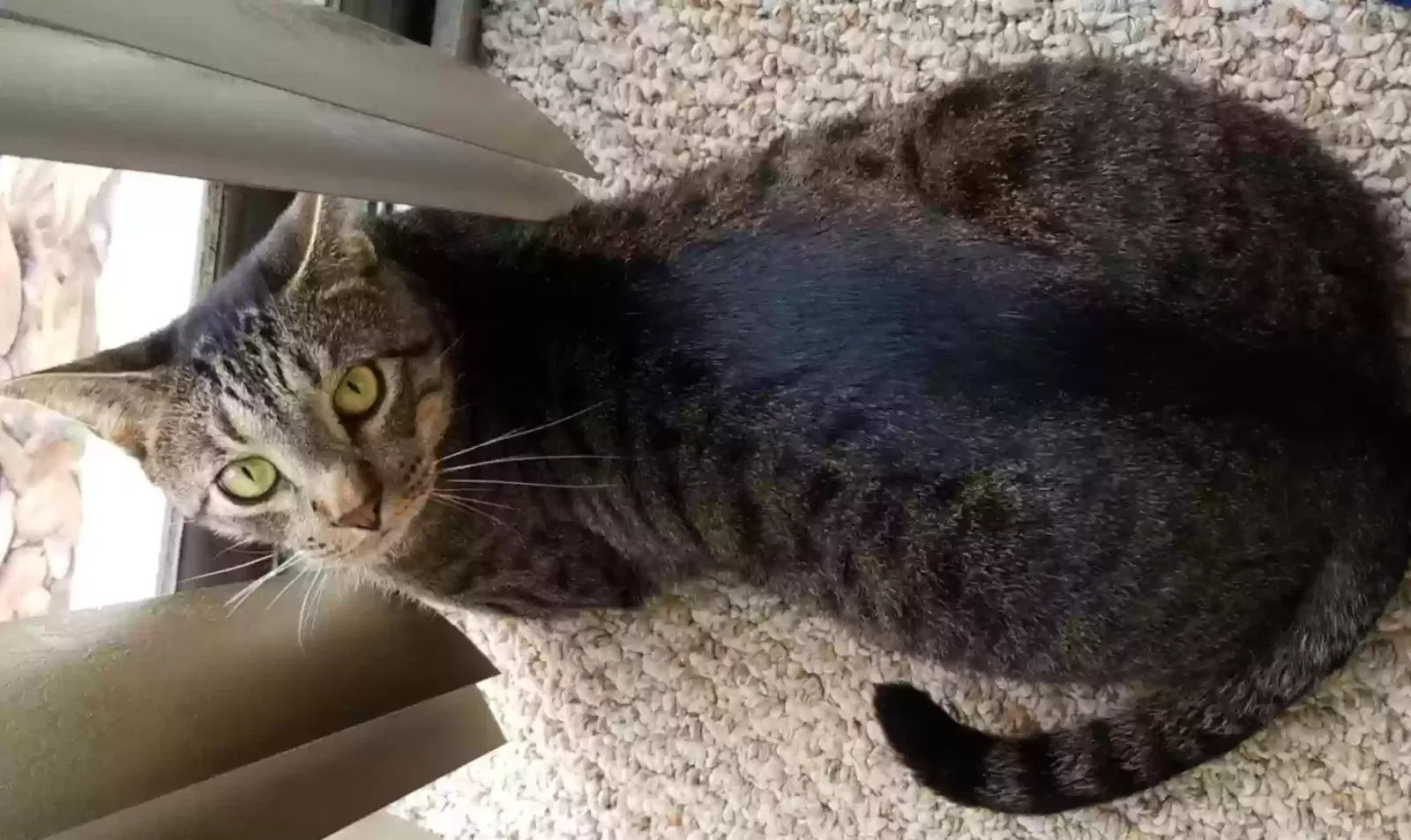 Lost cat in El Paso, TX, 79903