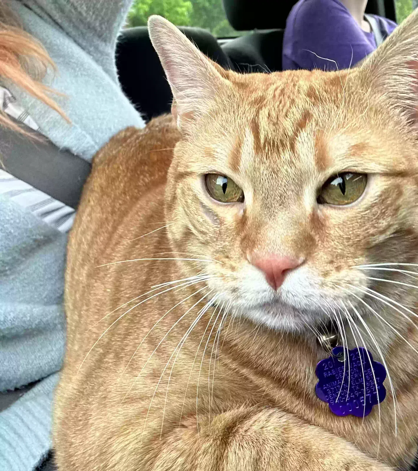 Lost cat in Denton, TX, 76205