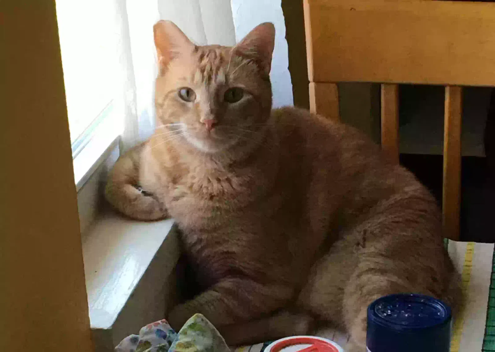 Lost cat in New Orleans, LA, 70118