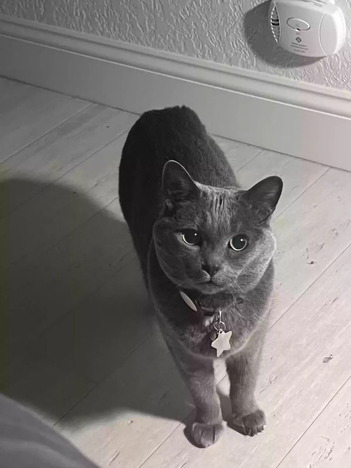 Lost cat in Carlsbad, CA, 92010