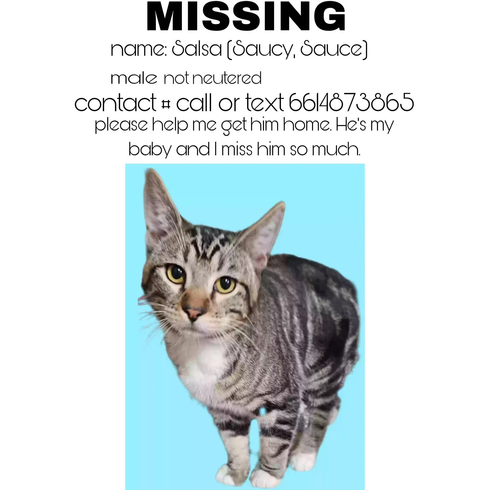 Lost cat in Bakersfield, CA, 93306