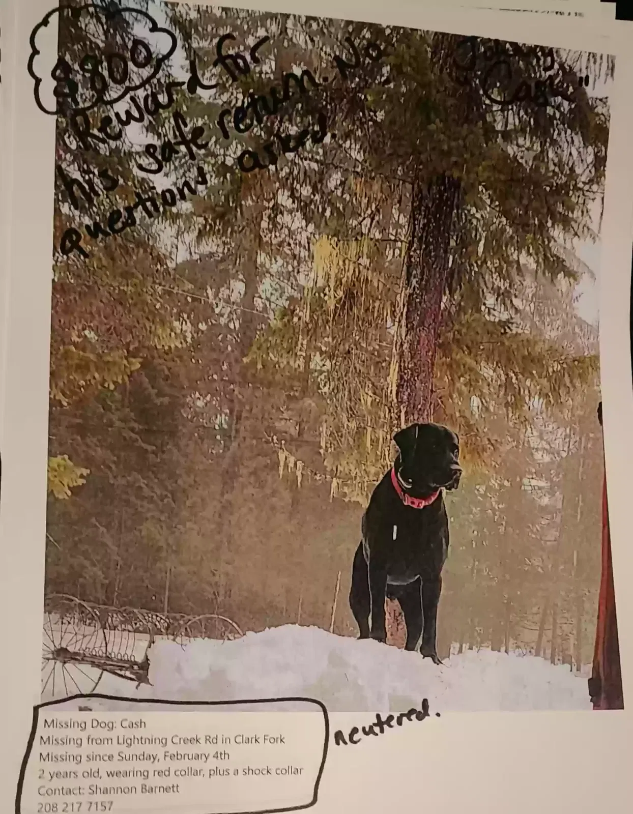 Lost dog in Clark Fork, ID, 83811