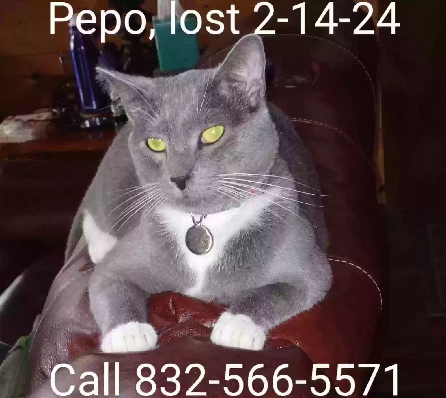 Lost cat in Canyon Lake, TX, 78133