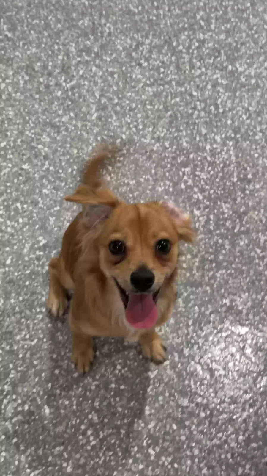 Lost dog in Fort Worth, TX, 76110