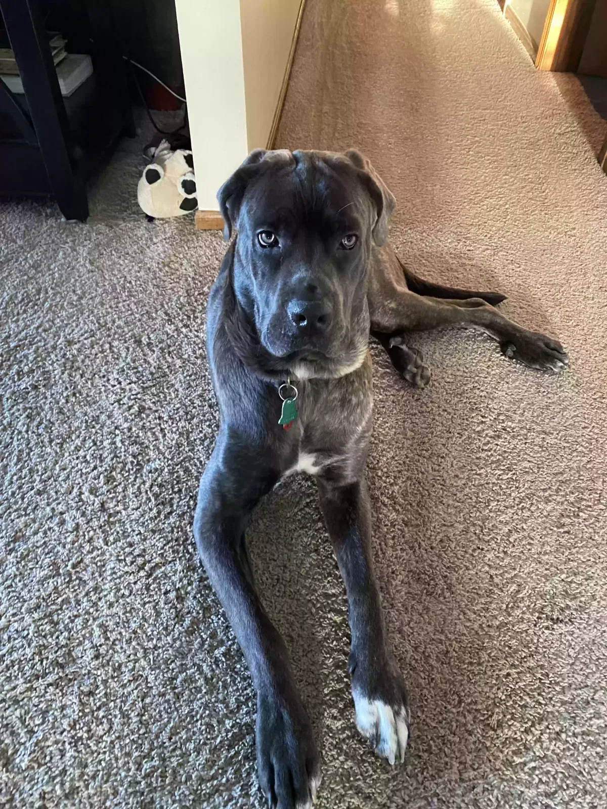 Lost dog in North Canton, OH, 44720