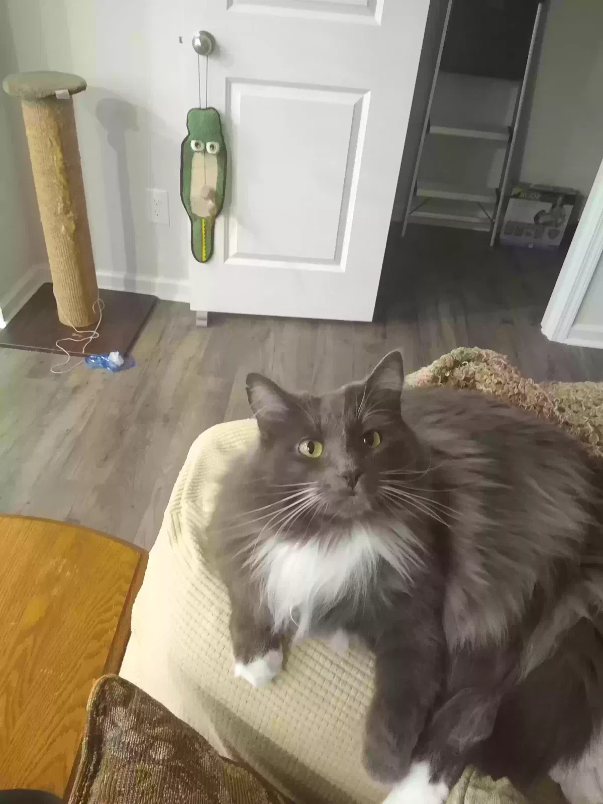 Lost cat in Terrell, NC, 28682