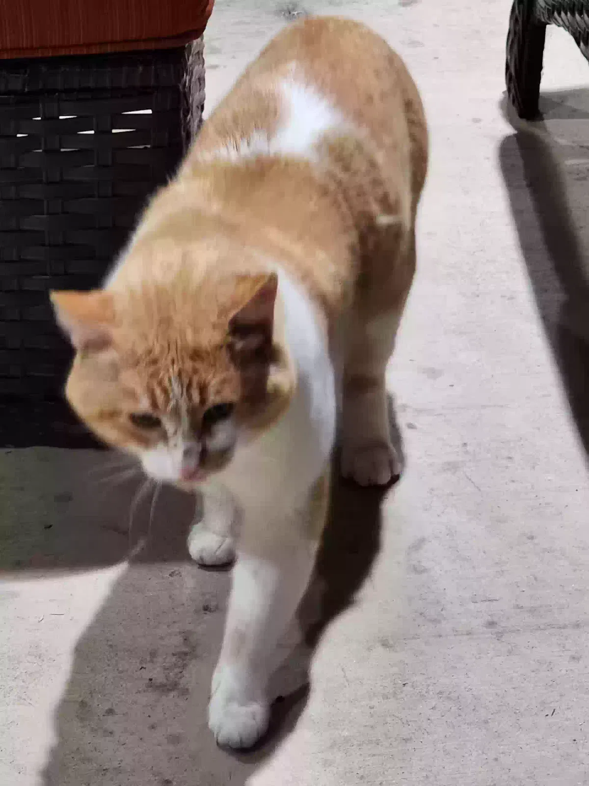 Found cat in Sheridan, AR, 72150