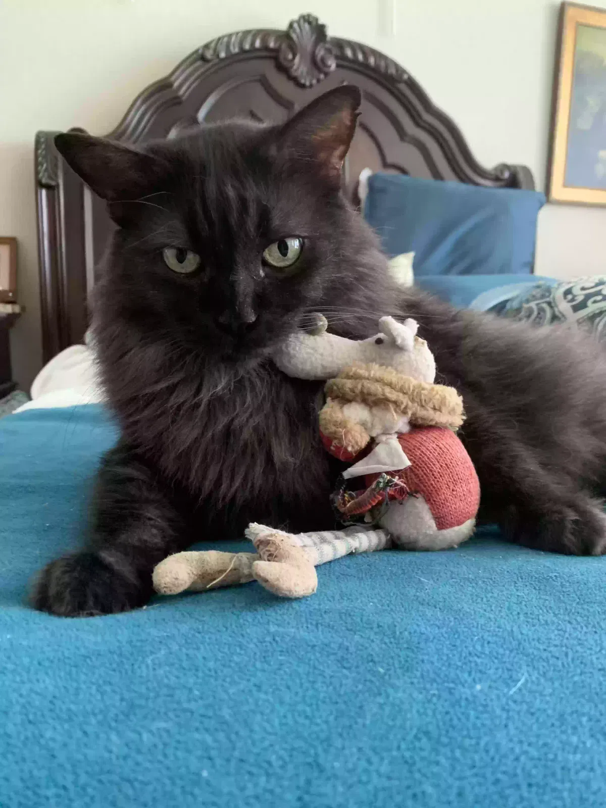 Lost cat in San Antonio, TX, 78253