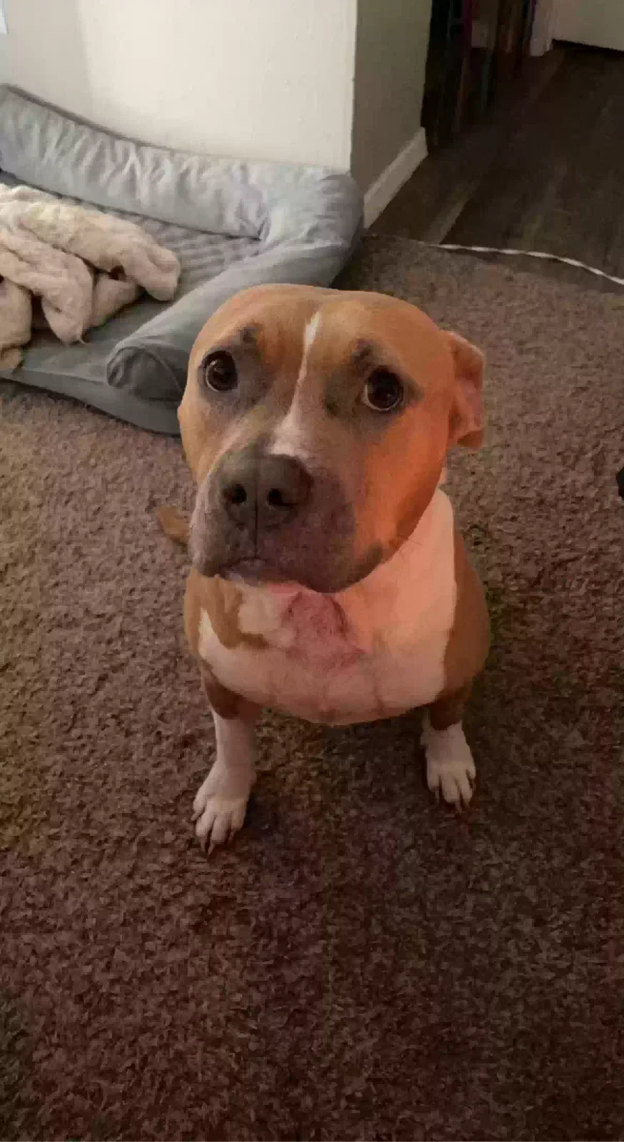 Lost dog in Saint Hedwig, TX, 78152