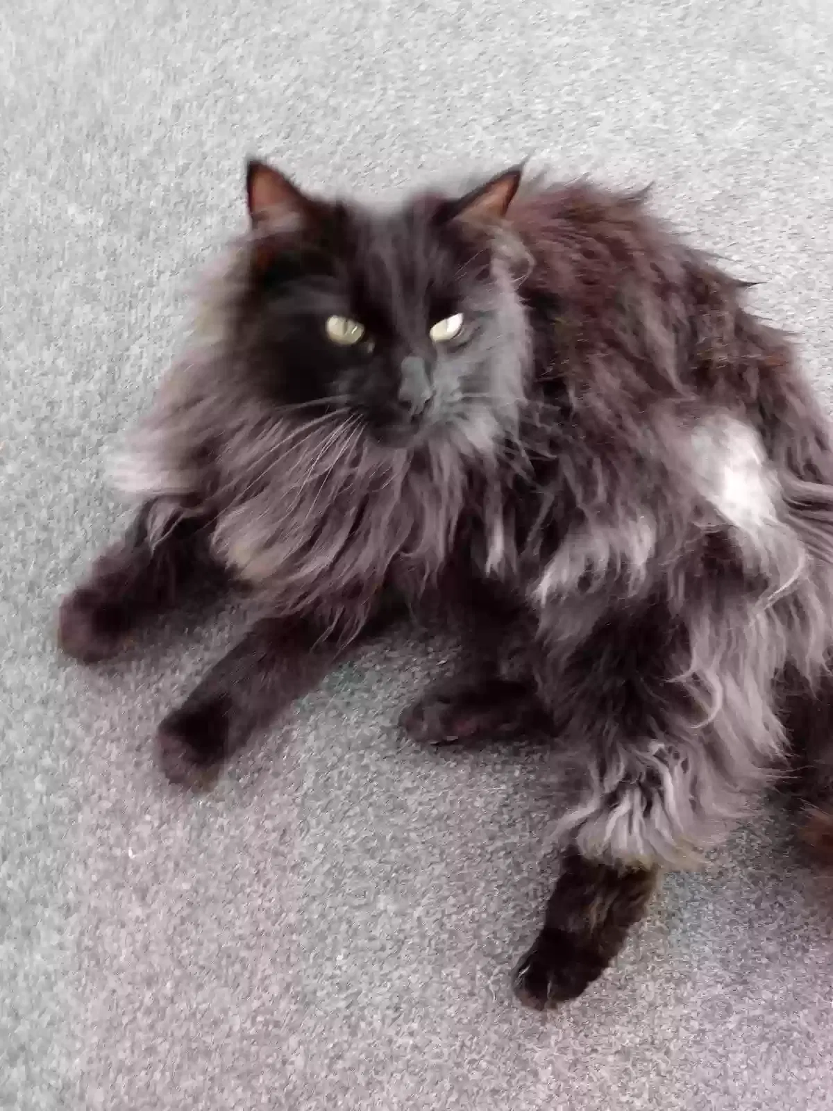 Lost cat in Rising Sun, MD, 21911