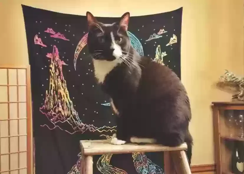 Lost cat in Lawrenceville, GA, 30044
