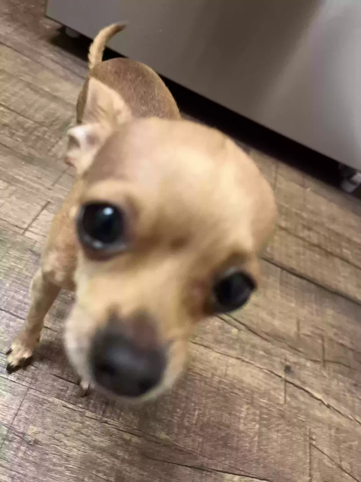 Lost dog in Yorba Linda, CA, 92886