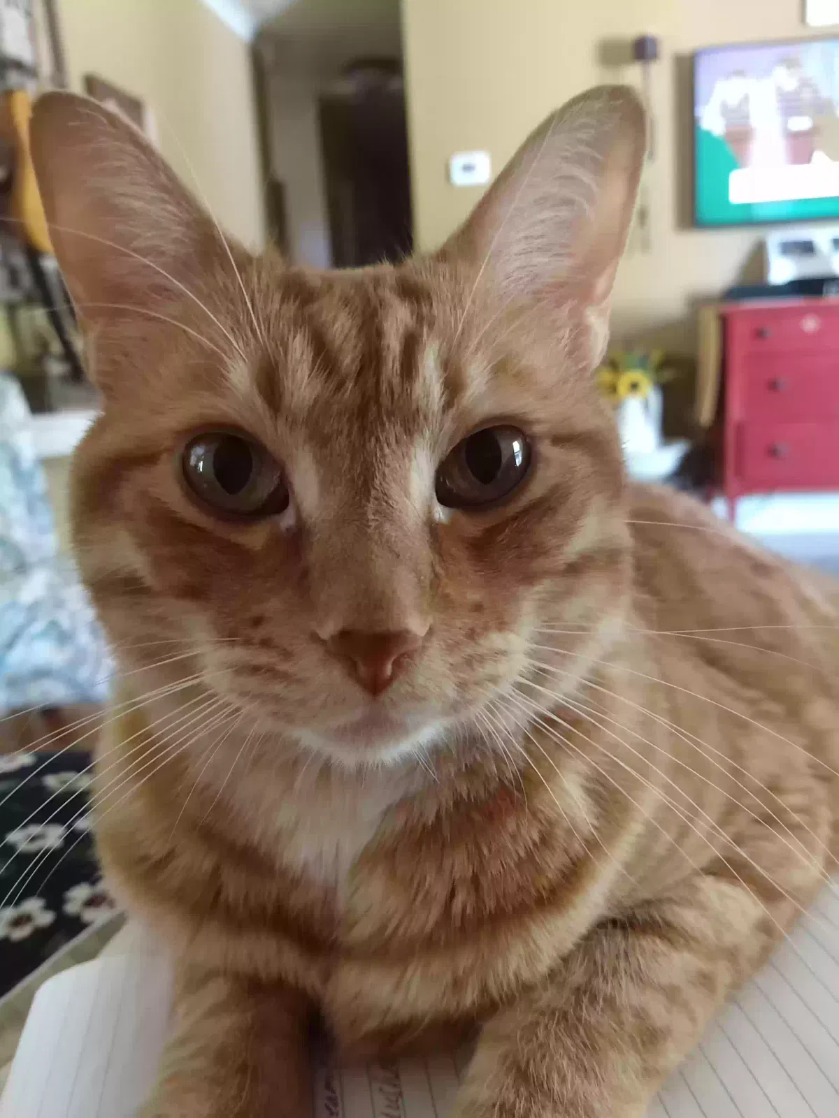 Lost cat in Lake Jackson, TX, 77566