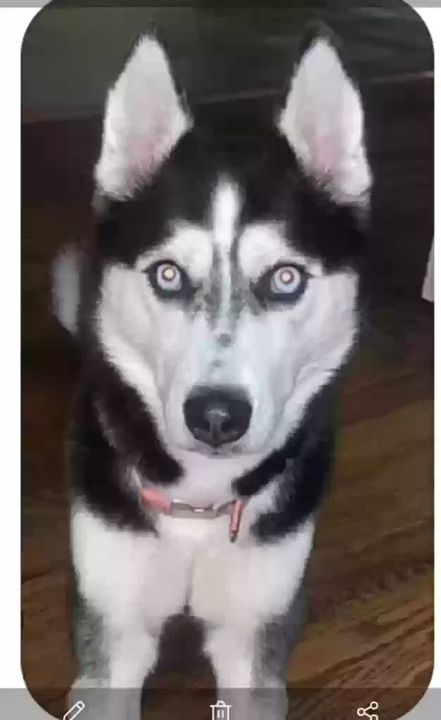 Lost dog in Louisville, KY, 40219