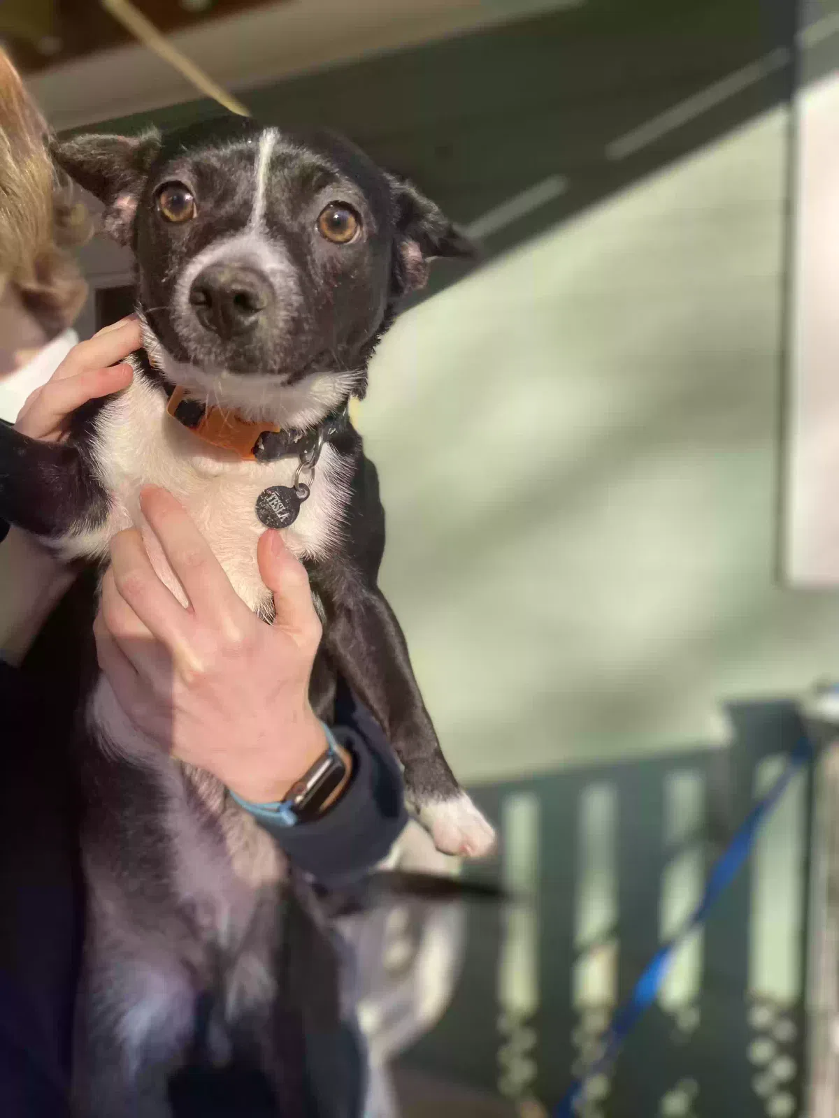 Lost dog in Chattanooga, TN, 37421