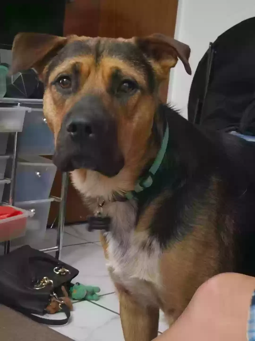 Lost dog in Albuquerque, NM, 87110