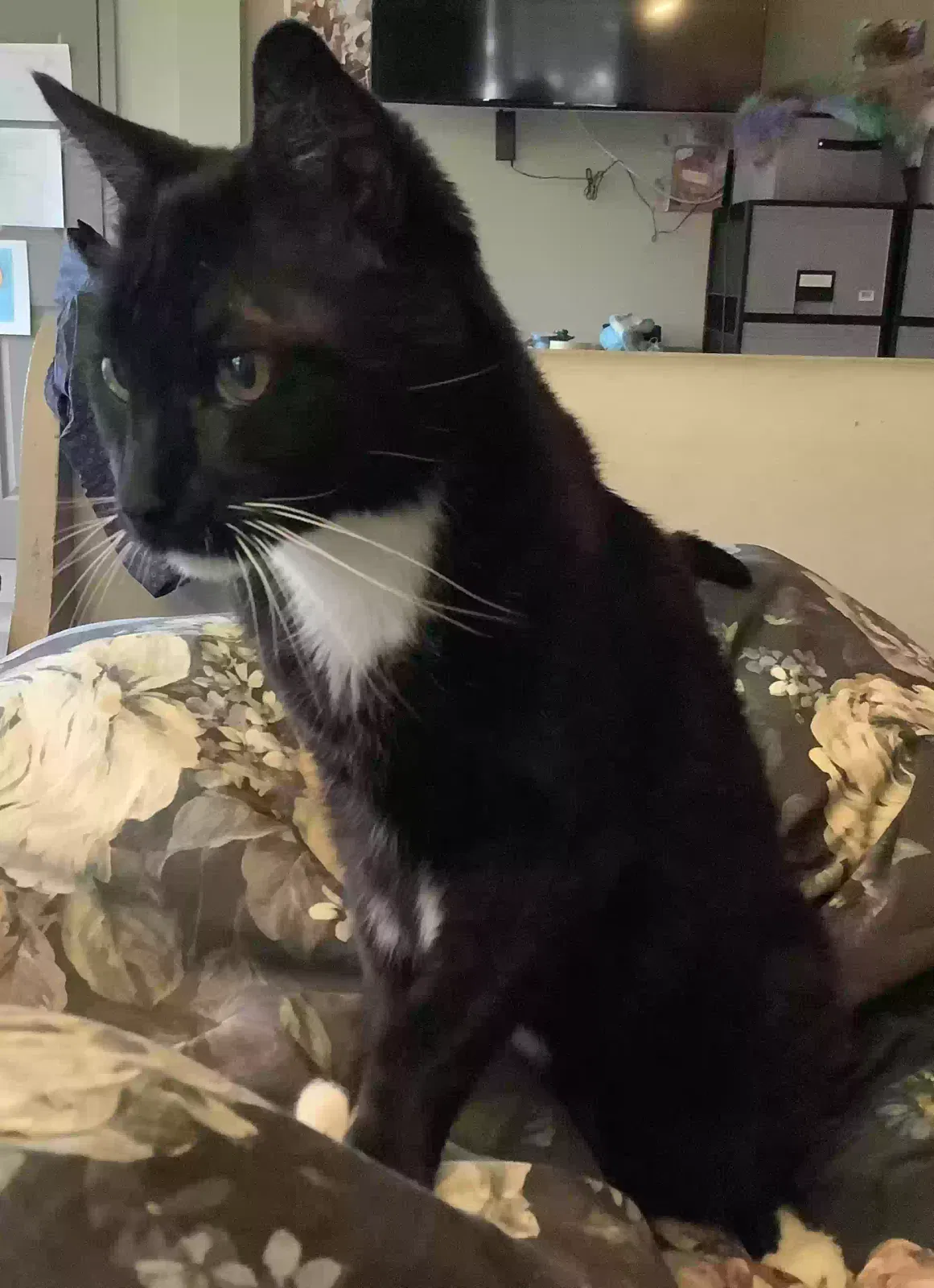 Lost cat in Sunland, CA, 91040