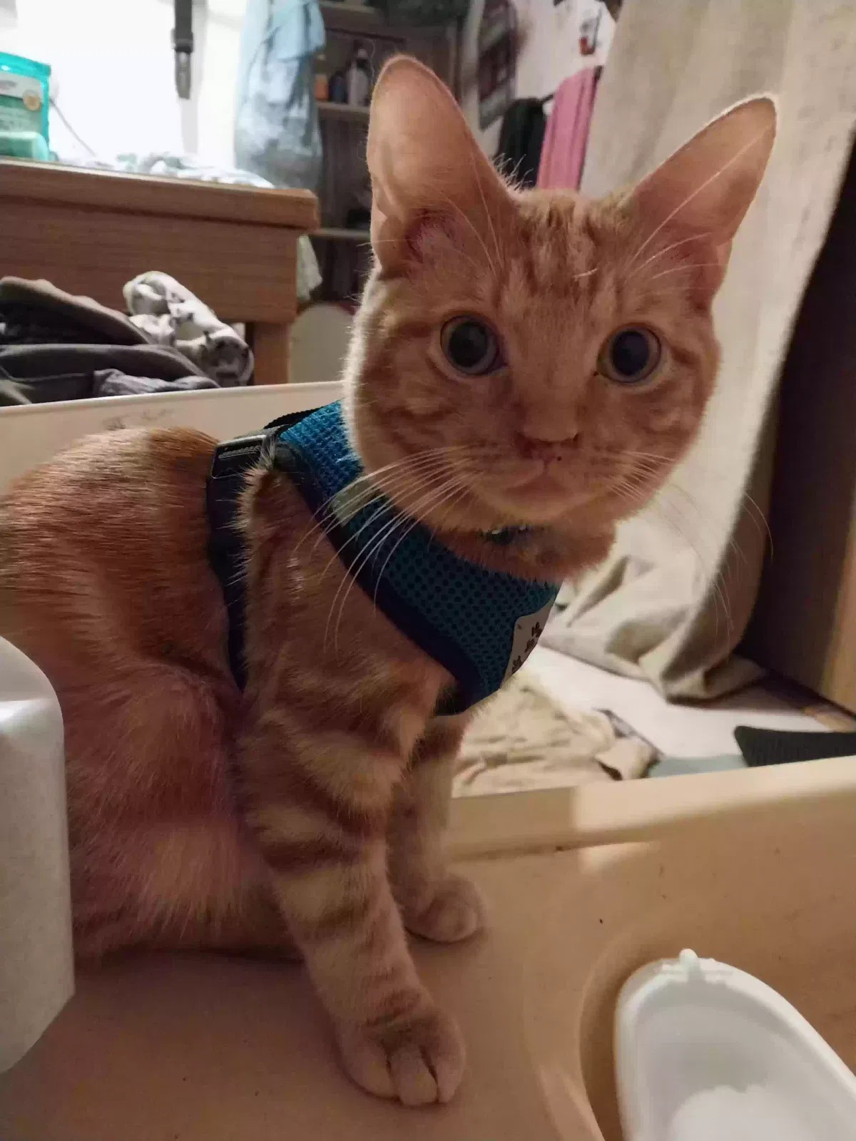 Lost cat in Livingston, TX, 77351