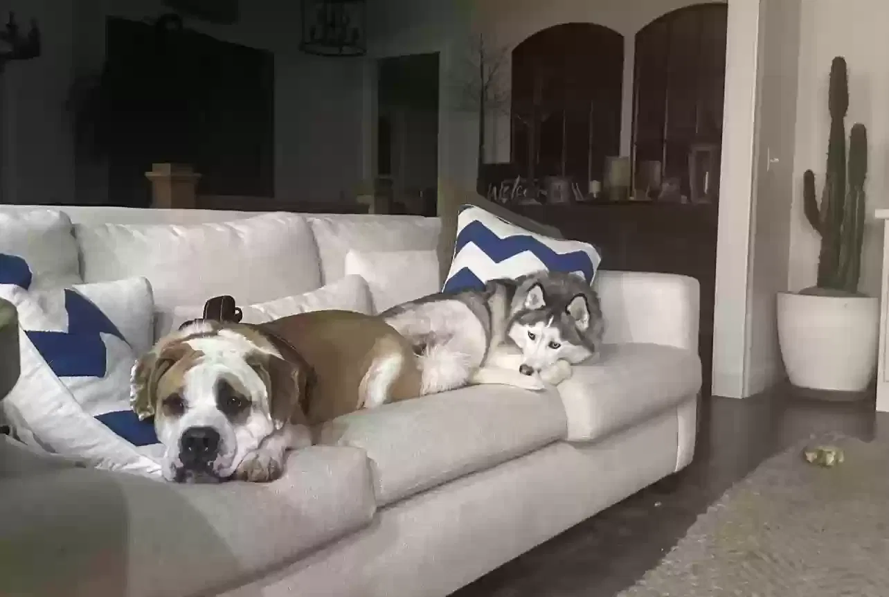 Lost dog in Lexington, KY, 40509