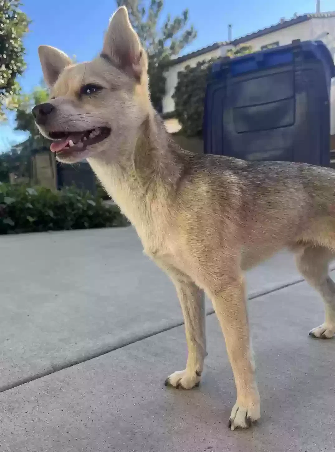 Lost dog in Ontario, CA, 91761