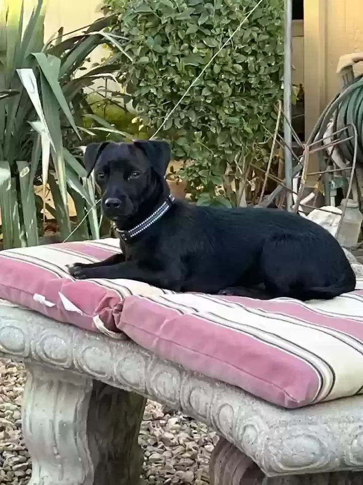 Found dog in Peoria, AZ, 85381